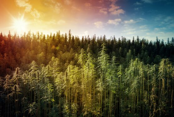 The Trusted Lab CBD Industrial hemp