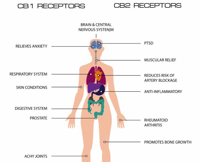 The Trusted Lab CBD - Trusted CBD oil with the best selection of lab-tested, potent and organic CBD oil, tinctures, gummies, soft-gels and creams made in America. Full Spectrum CBD. Broad Spectrum CBD. All natural. Free Shipping. Wholesale CBD.
