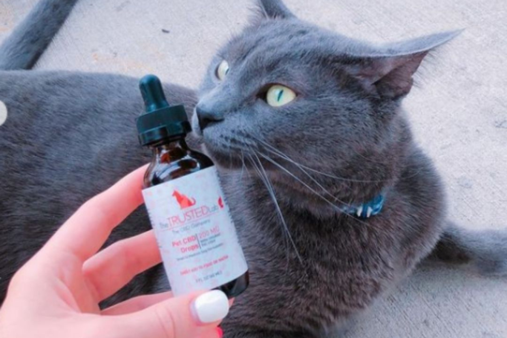 cat next to cbd oil