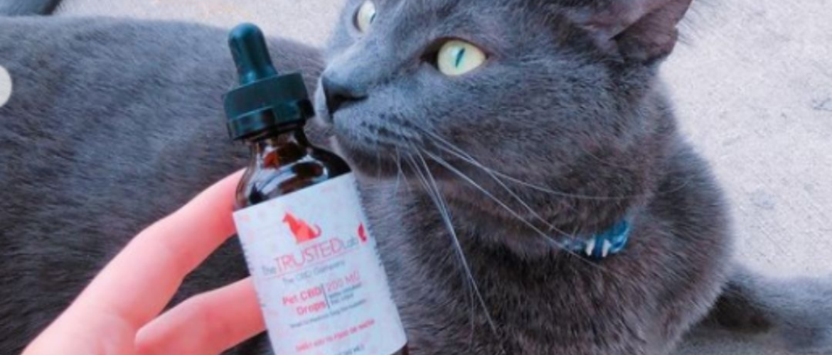 cat next to cbd oil
