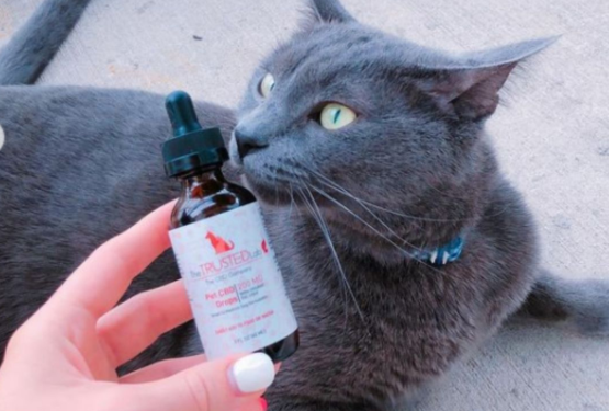 cat next to cbd oil