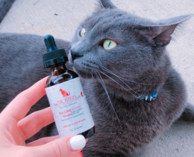 cat next to cbd oil