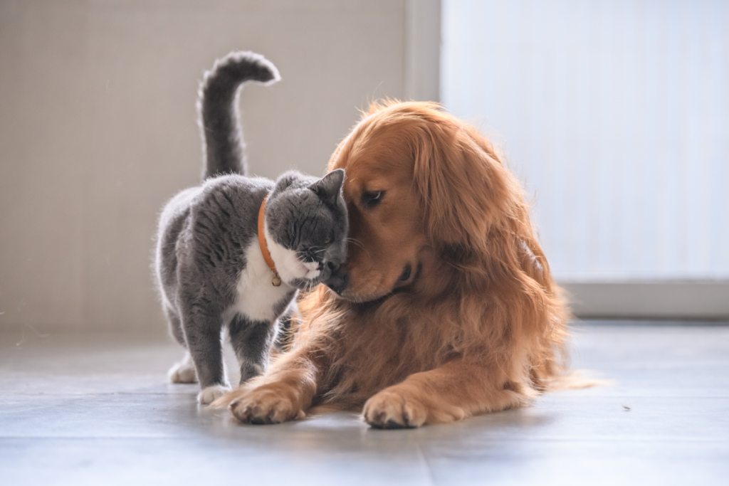 Dog and cat cuddling