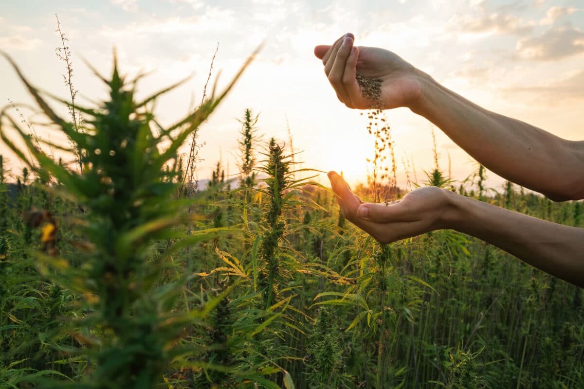 The origins of CBD
