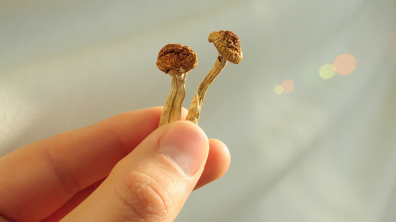 holding dried mushrooms in the psychedelic sunlight