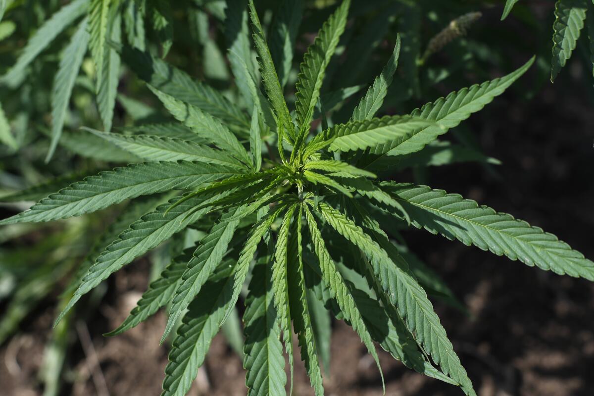 The origins of CBD