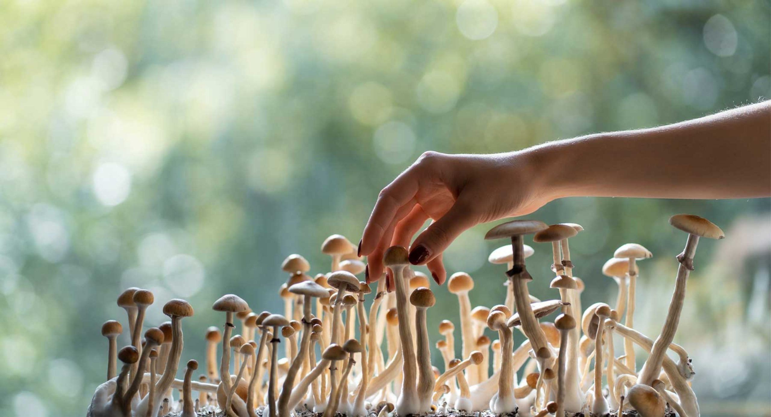 growing mushrooms psychedelic gardening